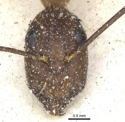 Camponotus maculatus - CASENT0903513