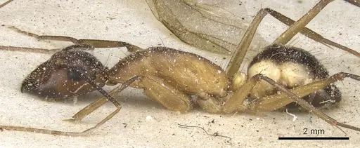 Camponotus maculatus - CASENT0903513