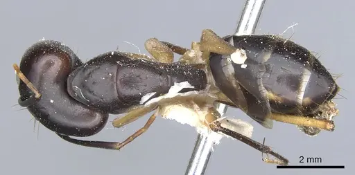 Camponotus maculatus - CASENT0903514