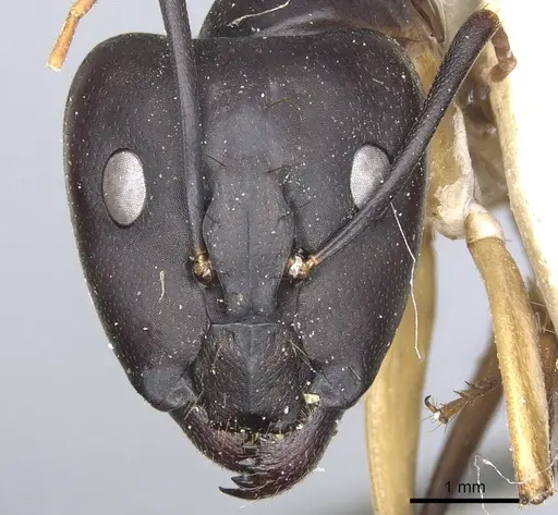 Camponotus maculatus - CASENT0903514