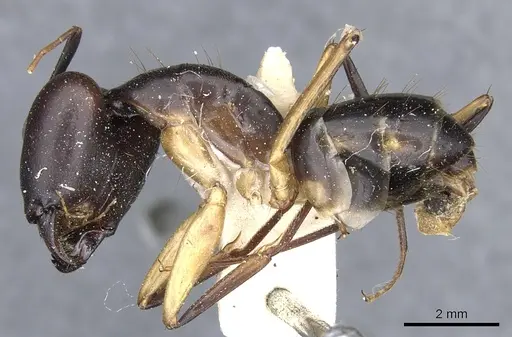 Camponotus maculatus - CASENT0903514