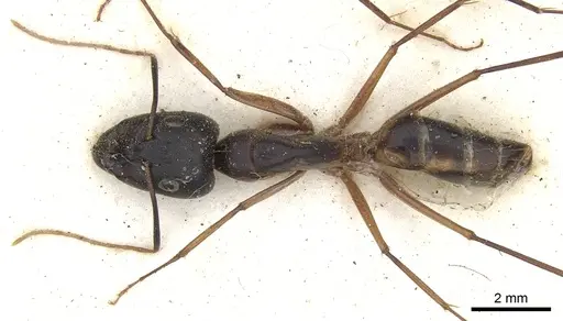 Camponotus maculatus - CASENT0903515