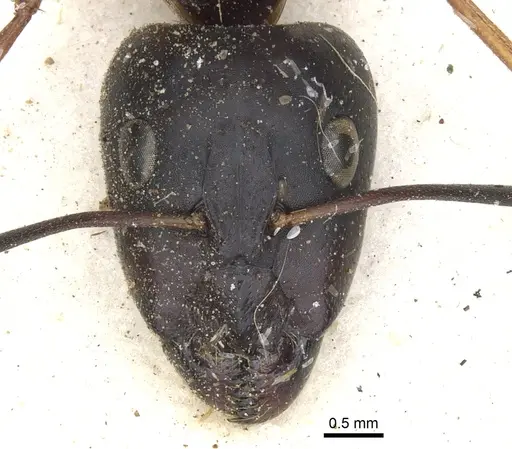 Camponotus maculatus - CASENT0903515