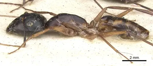 Camponotus maculatus - CASENT0903515