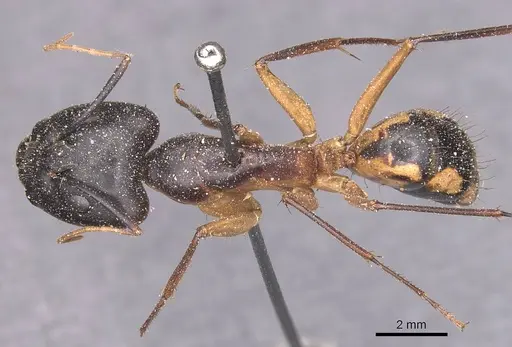 Camponotus maculatus - CASENT0905266