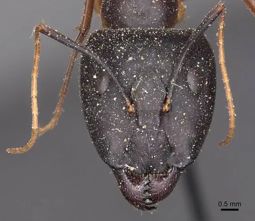 Camponotus maculatus - CASENT0905266