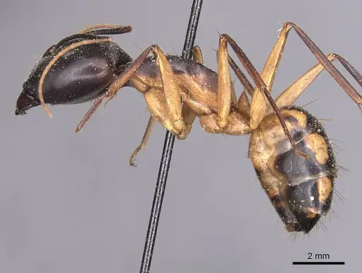 Camponotus maculatus - CASENT0905266