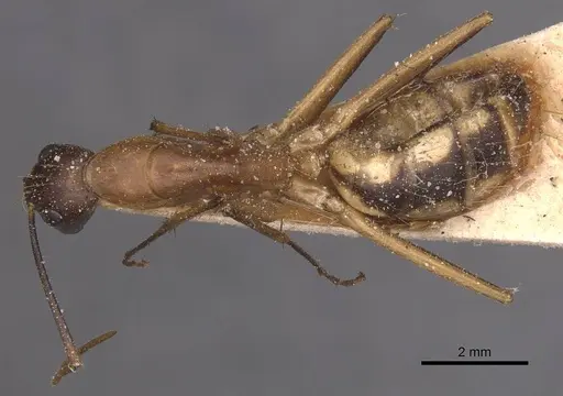 Camponotus maculatus - CASENT0905267