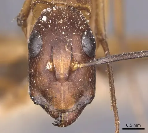 Camponotus maculatus - CASENT0905267