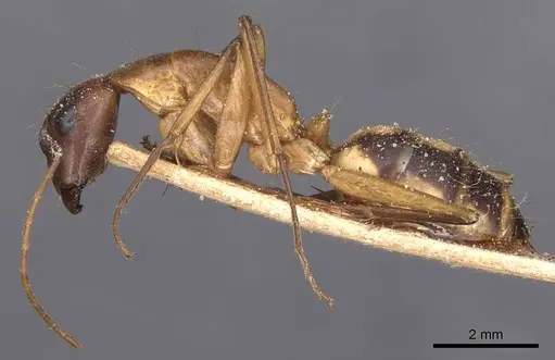 Camponotus maculatus - CASENT0905267