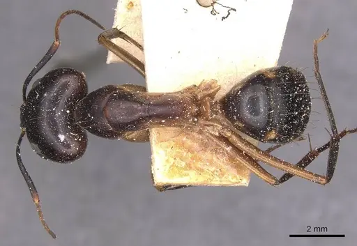 Camponotus maculatus - CASENT0905268