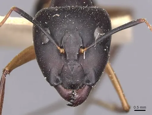 Camponotus maculatus - CASENT0905268