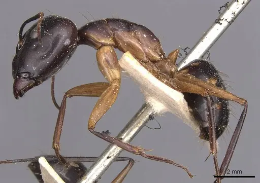Camponotus maculatus - CASENT0905268
