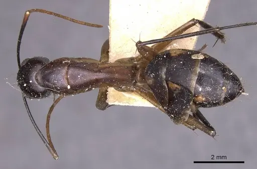 Camponotus maculatus - CASENT0905269