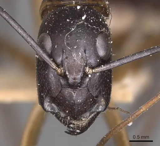 Camponotus maculatus - CASENT0905269