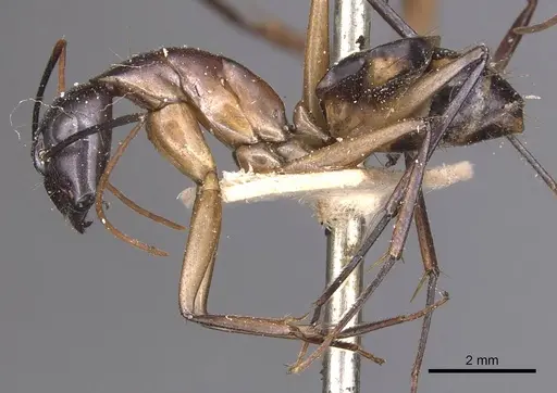 Camponotus maculatus - CASENT0905269