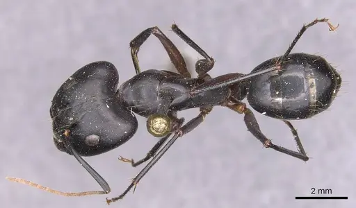 Camponotus maculatus - CASENT0905270