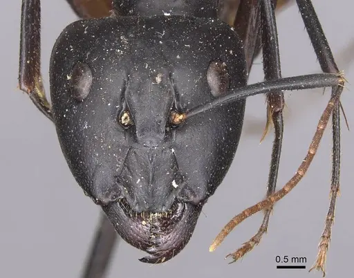 Camponotus maculatus - CASENT0905270
