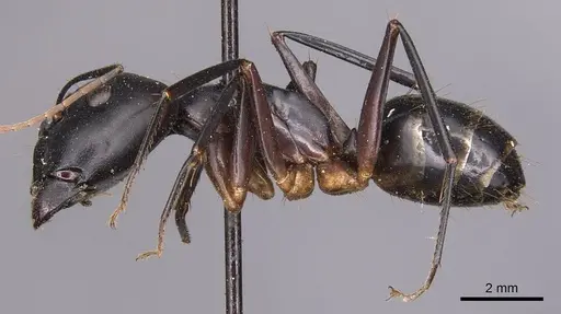 Camponotus maculatus - CASENT0905270