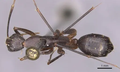 Camponotus maculatus - CASENT0905271