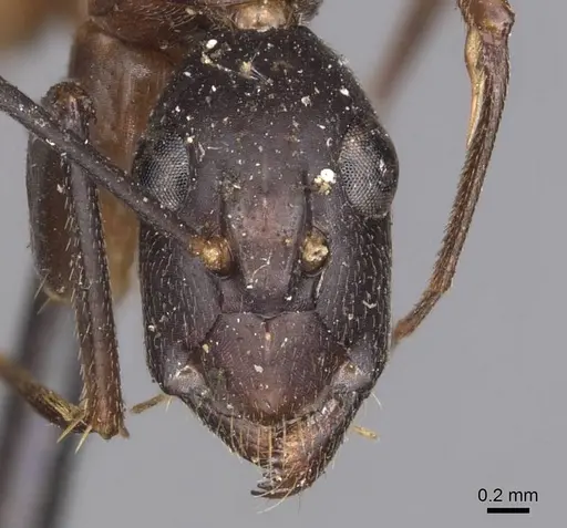 Camponotus maculatus - CASENT0905271