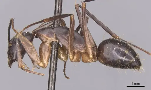 Camponotus maculatus - CASENT0905271