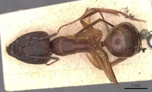 Camponotus maculatus - CASENT0905272