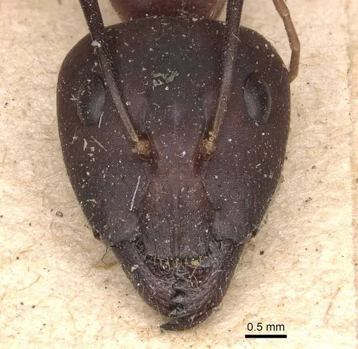 Camponotus maculatus - CASENT0905272