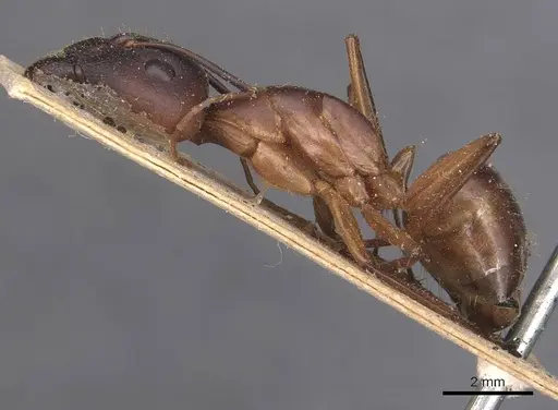 Camponotus maculatus - CASENT0905272