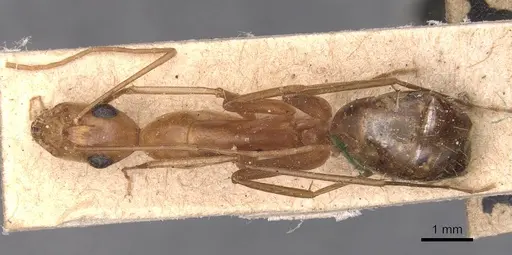 Camponotus maculatus - CASENT0905273