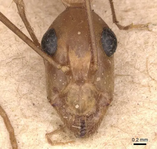 Camponotus maculatus - CASENT0905273