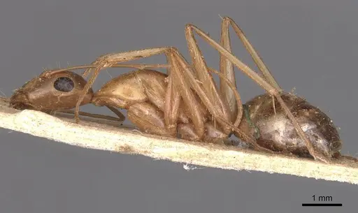 Camponotus maculatus - CASENT0905273