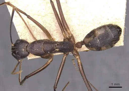 Camponotus maculatus - CASENT0905274