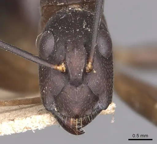 Camponotus maculatus - CASENT0905274