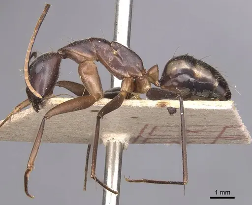 Camponotus maculatus - CASENT0905274