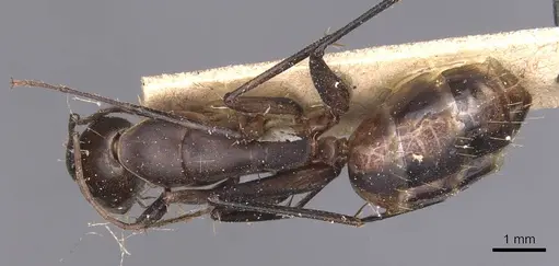 Camponotus maculatus - CASENT0905275
