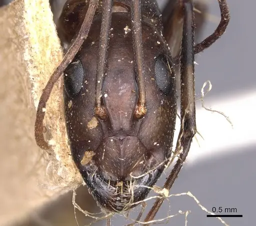 Camponotus maculatus - CASENT0905275