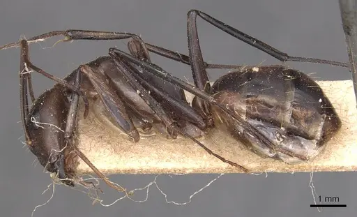 Camponotus maculatus - CASENT0905275