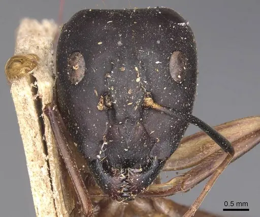 Camponotus maculatus - CASENT0905276