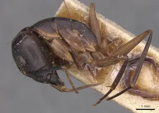 Camponotus maculatus - CASENT0905276