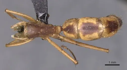 Camponotus maculatus - CASENT0905277