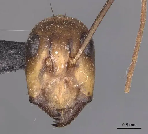 Camponotus maculatus - CASENT0905277