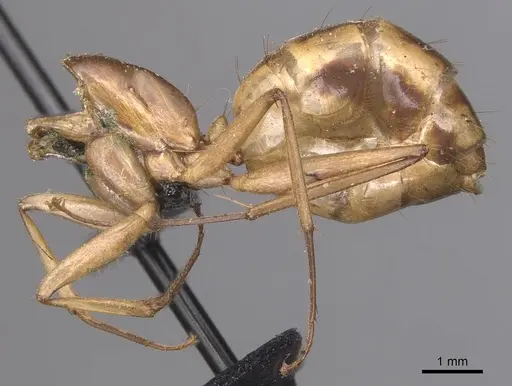Camponotus maculatus - CASENT0905277