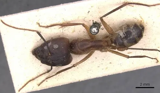 Camponotus maculatus - CASENT0905278