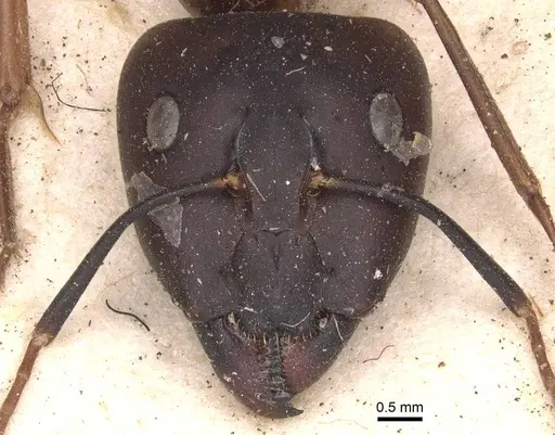 Camponotus maculatus - CASENT0905278