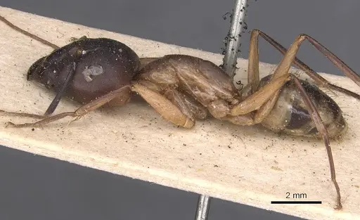 Camponotus maculatus - CASENT0905278