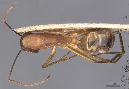 Camponotus maculatus - CASENT0905279