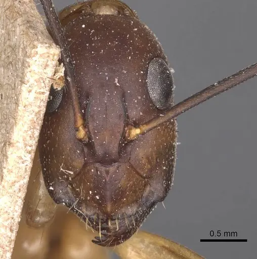 Camponotus maculatus - CASENT0905279