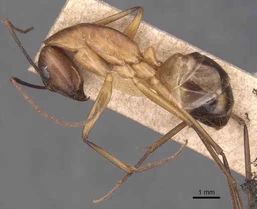 Camponotus maculatus - CASENT0905279