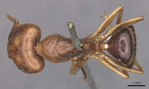 Camponotus maculatus - CASENT0905335